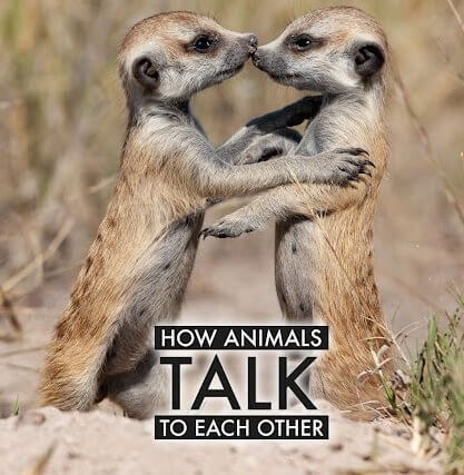 Как общаются животные / How Animals Talk to Each Other (2020/HDTVRip) 720p