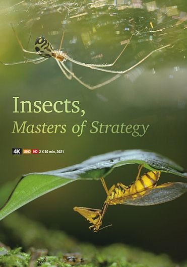 Насекомые — гении стратегии / Insects, Geniuses Strategy [2 серии из 2] / (2021/HDTVRip) 720p