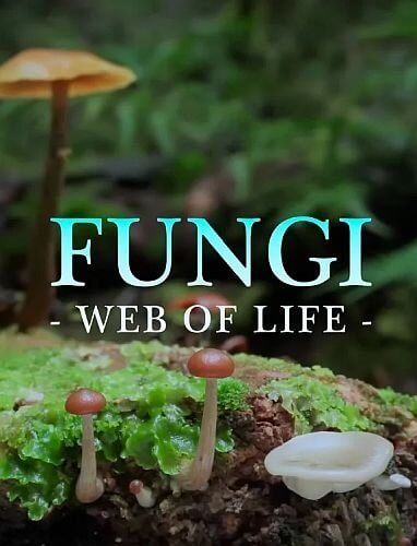 Царство грибов: паутина жизни / Fungi: The Web of Life (2023/WEB-DLRip) 1080p | OKKO